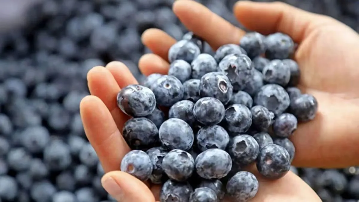 Arancel de EE. UU. golpeará a la agroexportación peruana: uvas, arándanos y espárragos pagarán impuesto del 12,5 %