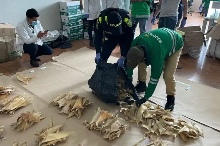 Investigación revela que empresa vinculada a caso de tráfico de aletas de tiburón obtuvo nuevos permisos de exportación pese a irregularidades detectadas por Produce
